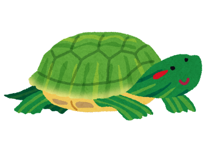 アカミミガメ
