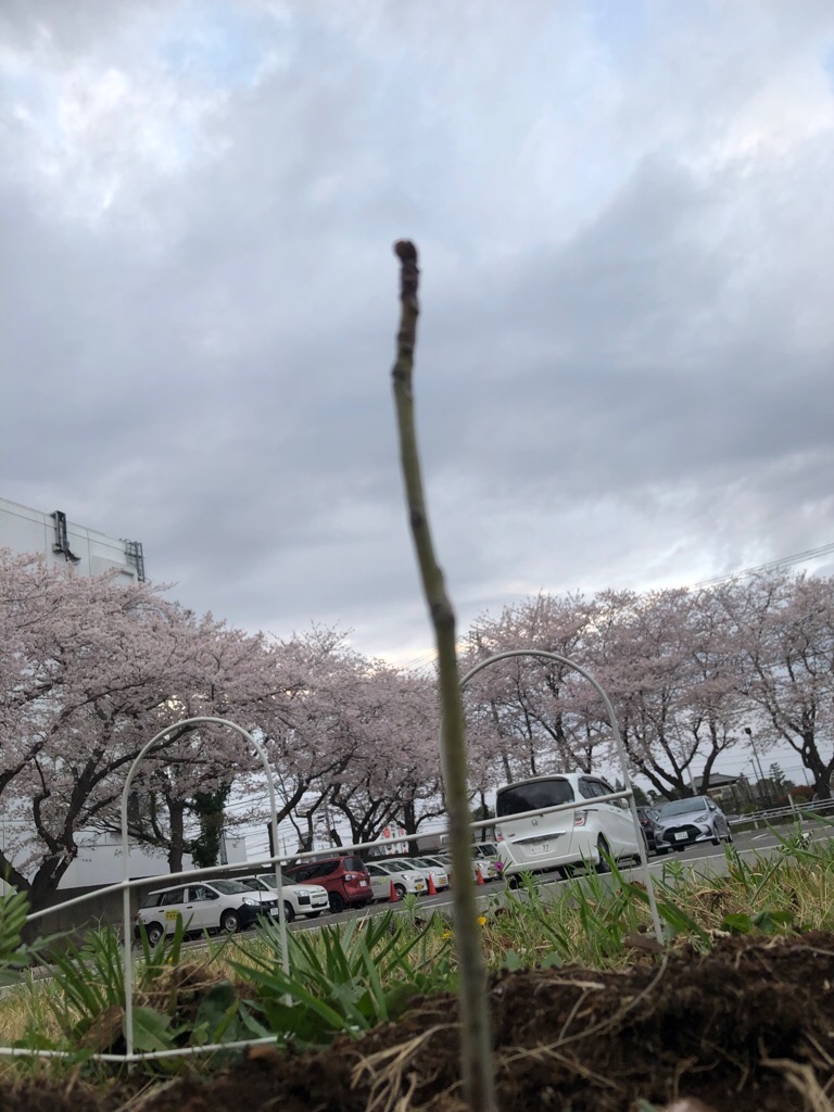 3月27日撮影