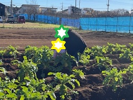 収穫写真その5