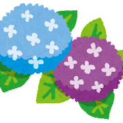 紫陽花