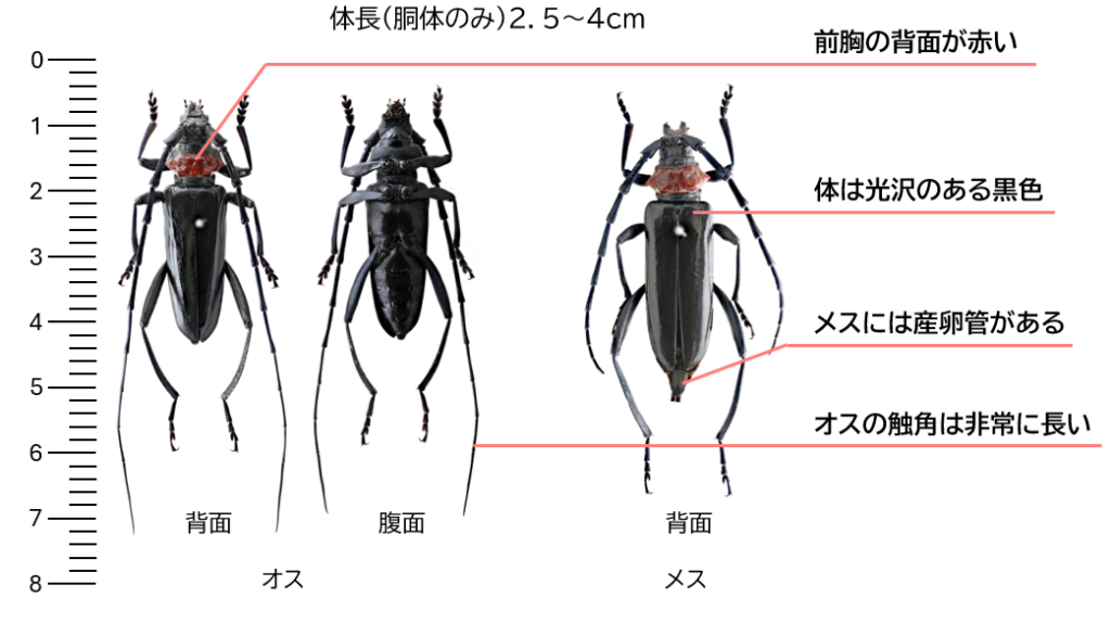 クビアカツヤカミキリ成虫の写真