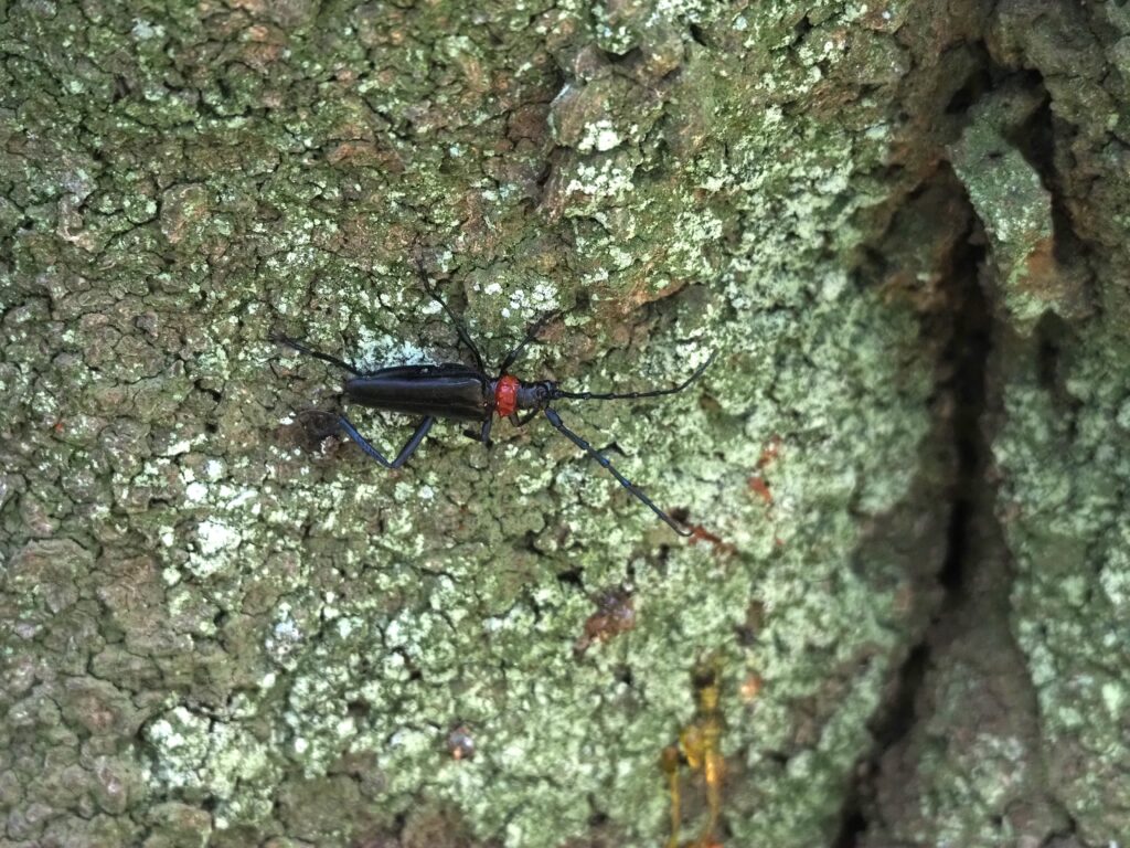 クビアカツヤカミキリ成虫の写真