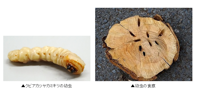 幼虫及び食痕