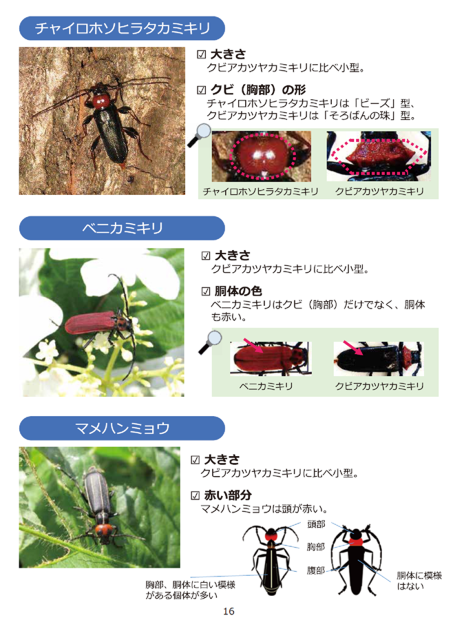クビアカツヤカミキリと見間違えやすい昆虫