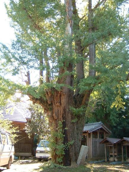 (写真)西福寺の公孫樹