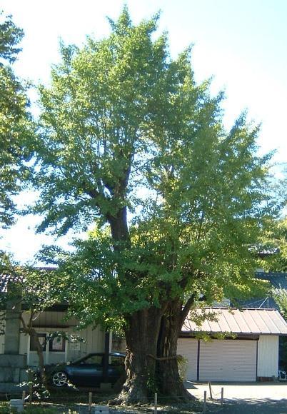 (写真)来迎寺の公孫樹
