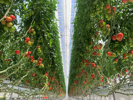 高軒高ハウスイメージ図