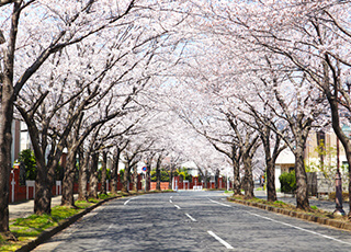 しろいの歩道