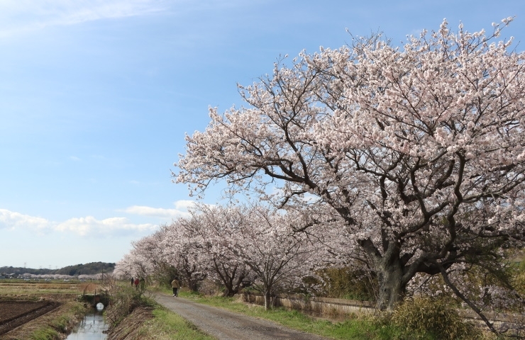 今井の桜