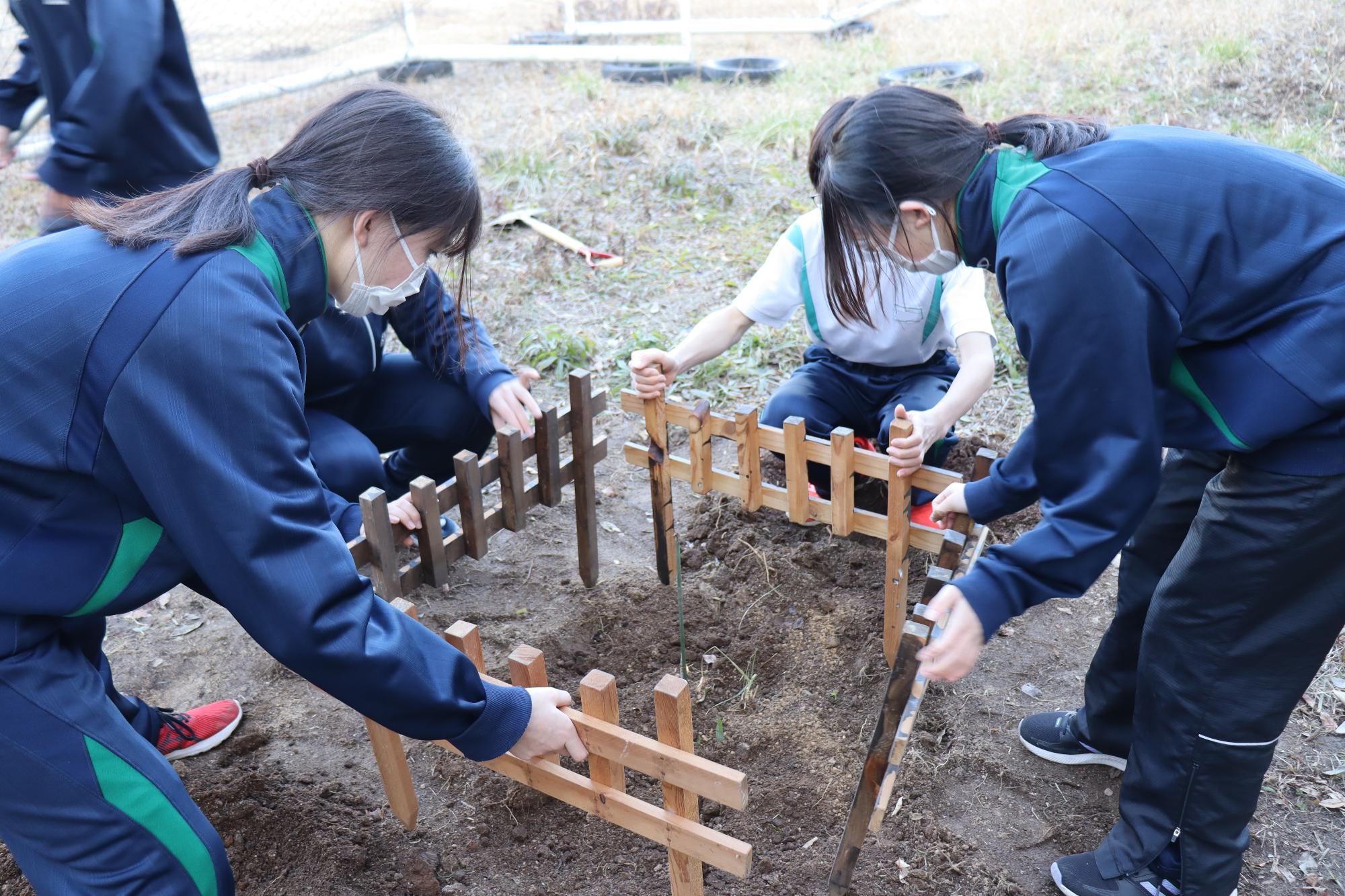 苗木の周りに柵を取り付ける様子