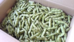 納品された枝豆