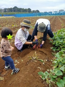 芋ほりのお手本を見せる先生