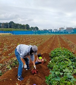 さつま芋を掘る親子