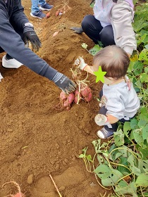 さつま芋を掘るこども