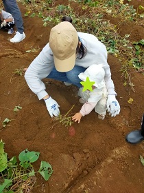 さつま芋を掘る親子