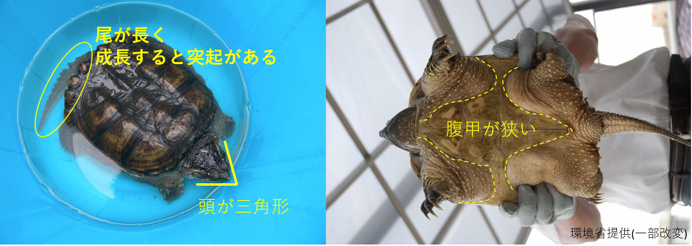 カミツキガメの見分け方