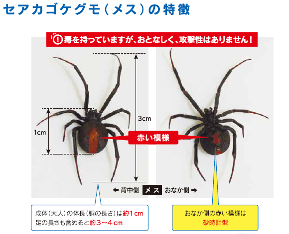 セアカコケグモ（メス）の特徴