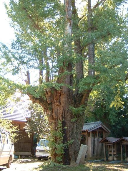 （写真）西福寺の公孫樹